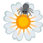 gelbe Blüte + Spinne