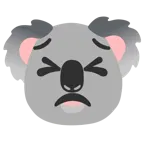 entschlossenes Gesicht + Koala