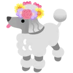 Pudel + Tulpe