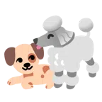 Pudel + Hundegesicht