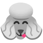Pudel + sich die Lippen leckendes Gesicht