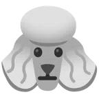Pudel + neutrales Gesicht