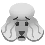 Pudel + besorgtes Gesicht