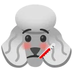 Pudel + Gesicht mit Fieberthermometer
