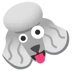 Pudel + irres Gesicht