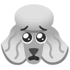 Pudel + bettelndes Gesicht