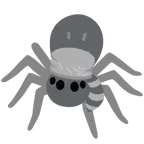 Waschbär + Spinne