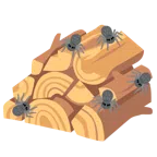 Holz + Spinne