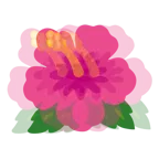 schlagendes Herz + Hibiskus