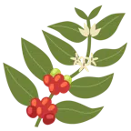 Nadelbaum + Heißgetränk
