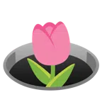 tulipán + agujero