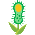 tulipán + microbio