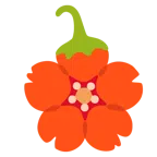 Kirschblüte + Peperoni