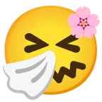 Kirschblüte + niesendes Gesicht