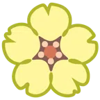 Kirschblüte + Avocado