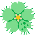 Kirschblüte + Mikrobe