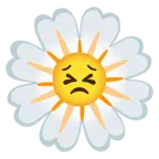 entschlossenes Gesicht + gelbe Blüte