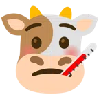 Kuhgesicht + Gesicht mit Fieberthermometer