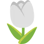 weißes Herz + Tulpe