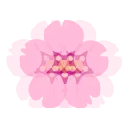 schlagendes Herz + Kirschblüte