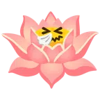 Lotusblüte + niesendes Gesicht
