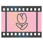 pellicola cinematografica + tulipano