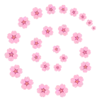 Wirbel + Kirschblüte