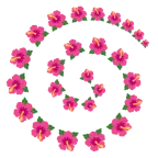 Wirbel + Hibiskus