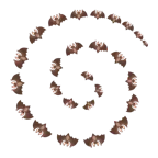 Wirbel + Fledermaus