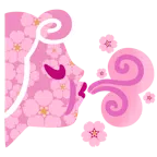 Wind + Kirschblüte